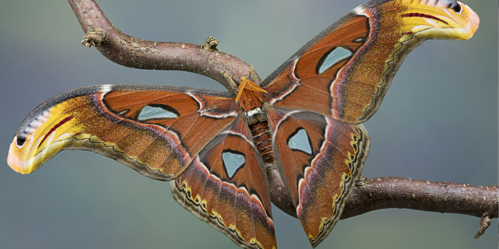 Wat het betekent om te sterven